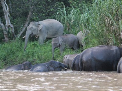 Borneo pgymy elephant, Sukau (6)